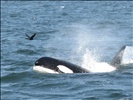 Orca in Monterey Bay